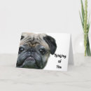 Buscar pug tarjetas Bichos