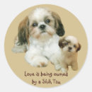 Buscar shih tzu pegatinas Cachorro