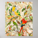 Buscar loros posters Colorido