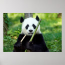 Buscar panda arte Vida silvestre