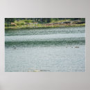 Buscar patos silvestres posters Pájaros