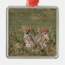 Buscar masai adornos Bebé