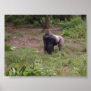 Buscar gorila salvaje posters Naturaleza
