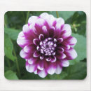 Buscar dalias alfombrillas de raton Jardines