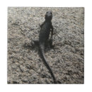 Buscar lagarto azulejos Animal