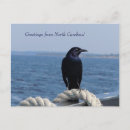 Buscar pájaros negros postales Aves