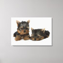 Buscar terrier de yorkshire lienzos Perro