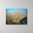 Buscar coral lienzos Naturaleza