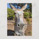 Buscar pequeño burro postales Divertido
