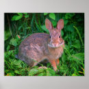 Buscar rabbit posters Para ella