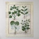 Buscar plantas medicinales posters Tratado