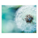 Buscar dientes blancos posters Flores