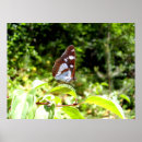 Buscar almirante posters Mariposa