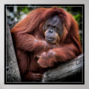 Buscar orangután fotografía Gran simio