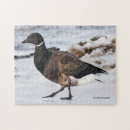 Buscar branta Aves acuáticas