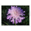 Buscar lilas blancas postales General y unisex