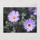 Buscar flores del verano postales Floral