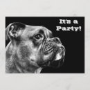 Buscar perro del boxeador invitaciones Perros