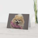 Buscar pomeranian tarjetas Perro