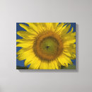 Buscar girasoles lienzos Para ella