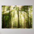 Buscar sunrays posters Bosque
