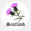 Buscar cardo escocés pegatinas Morado