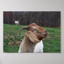 Buscar piel animal posters Granja