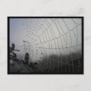 Buscar gotas de rocío postales Telaraña