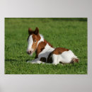 Buscar caballo gitano posters Potro