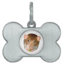 Buscar rata collares Roedor