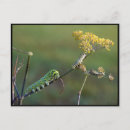Buscar larva postales Naturaleza