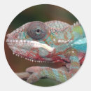 Buscar camaleón pegatinas Animal