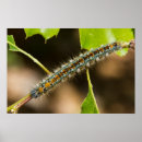 Buscar caterpillar arte Fotografía