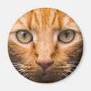 Buscar gatos imanes Animales