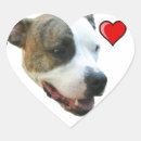 Buscar mi pitbull pegatinas Americano