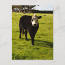 Buscar cara negra postales Animal