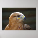 Buscar buzzard arte Depredador