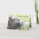 Buscar gatos grandes tarjetas Gatito