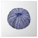 Buscar concha azulejos Náutico