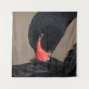 Buscar pico rojo posters Animal