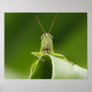 Buscar saltamontes posters Bichos