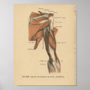 Buscar músculo humano posters Médico