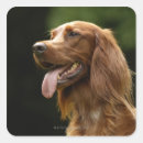 Buscar setter irlandés pegatinas Animal