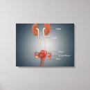 Buscar útero lienzos Ilustraciones