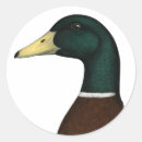 Buscar drake pegatinas Aves acuáticas