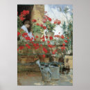 Buscar geranios posters Flores rojas