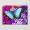 Buscar verbena postales Azul