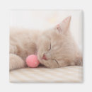 Buscar shorthair imanes Gato