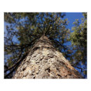 Buscar tronco de árbol posters Pino