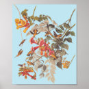 Buscar throated posters Hummingbird